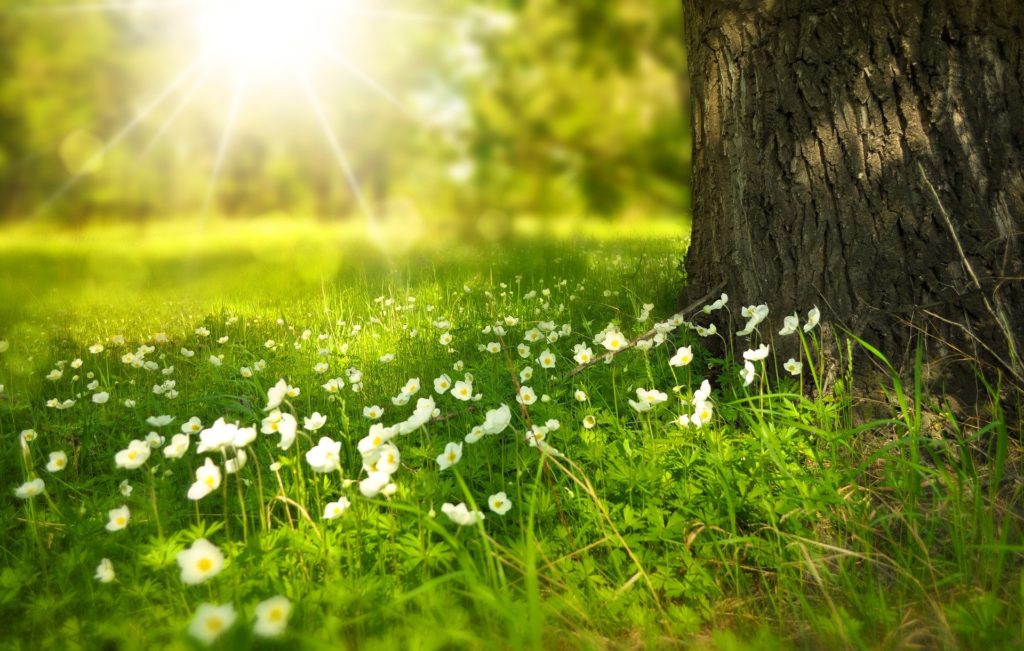 Light shining through a grassy meadow with trees